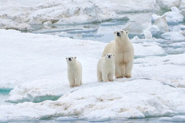 Mother polar bear with two cubs (Ursus Maritimus), Wrangel Island, Chuckchi Sea, Chukotka, Russian Far East, Unesco World Heritage Site © Gabrielle