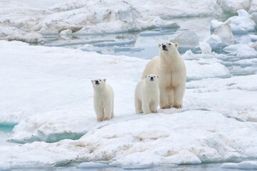 Mother polar bear with two cubs (Ursus Maritimus), Wrangel Island, Chuckchi Sea, Chukotka, Russian...