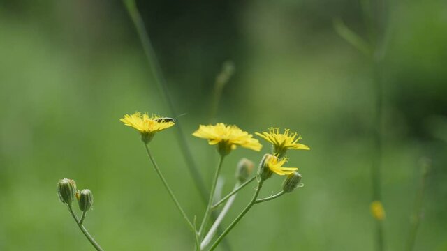 rough hawksbeard with an guest an insect on the blossom, wiesen pippau mit einem kleine Insekt als Gast auf der Bl&uuml;te und wiegt sich langsam im Wind dabei, Slowmotion,