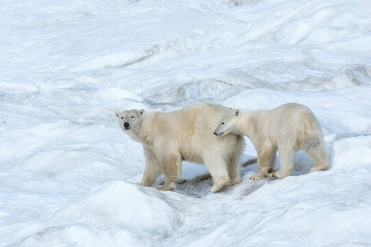 Mother polar bear with a two years old cub (Ursus Maritimus) walking on the ice, Wrangel Island, Chuckchi Sea, Chukotka, Russian Far East, Unesco World Heritage Site