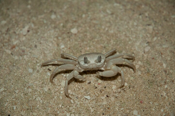 Crab in the sand among shells in the sea