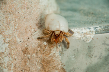 crab in a shell on a stone in the water