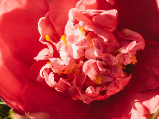 Close up of a camellia flower