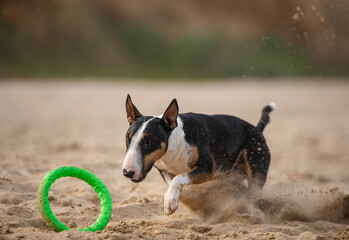 dog running on the sand bullterrier after toy