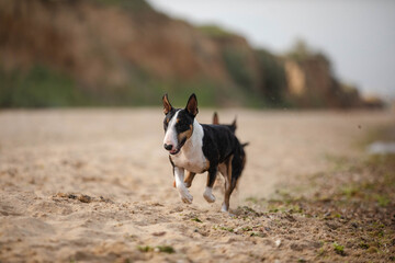dog running on the sand bullterrier