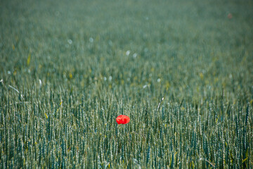 coquelicot seul dans un champ de blé
