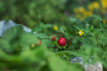 Red berries of decorative strawberries on an alpine slide in the garden. Warm sunny day in the middle of summer.
