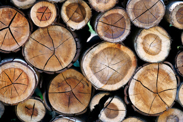 log trunks pile
