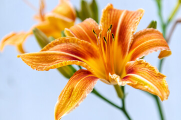 orange beautiful lilies on blue blurred background, close view, summer concept 