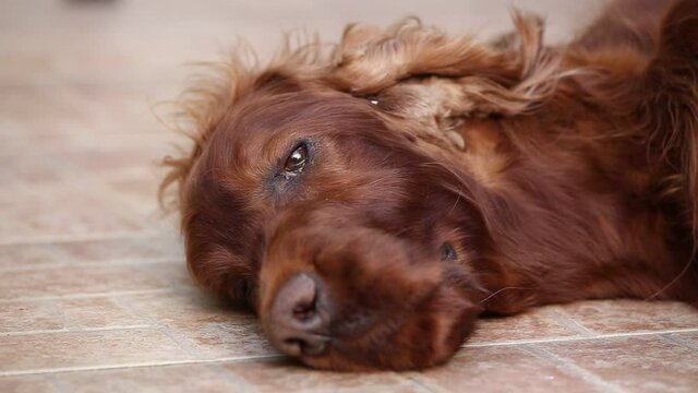 Dog face, head, eye closeup. Old lazy irish setter pet dog resting and looking on the floor.
