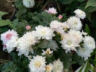 bouquet of white flowers