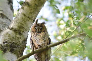 moyen duc sur sa branche