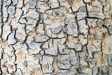 cracked bark tree