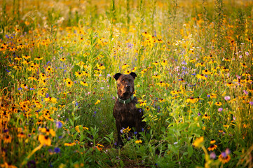 Pit Bull Dog in Wildflower Field
