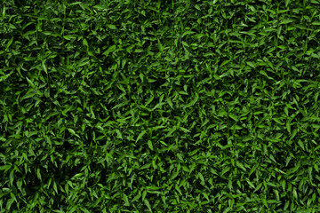 green leaves background