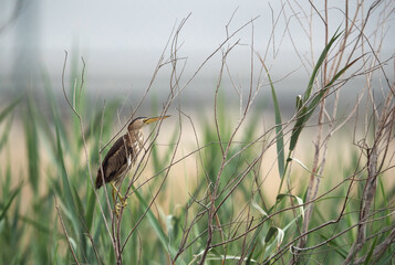 Yellow Bittern perched on twigs of Asker Marsh, Bahrain