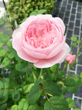 アンテイーク チャイナ ローズメダリオン Chinese Rose - メルカリ