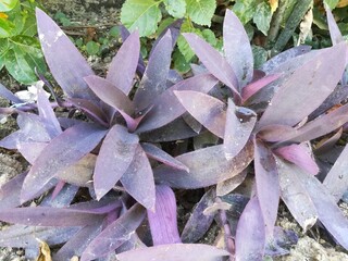 purple flower in the garden