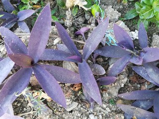 purple flower in the garden