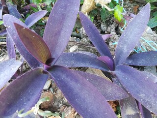 purple flower in the garden