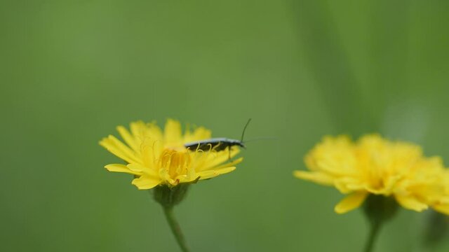 yellow bloom with an little animal, wiesen pippau mit einem Insekt als Gast, in slowmotion, 4k, hd