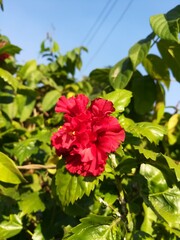 red and yellow flower