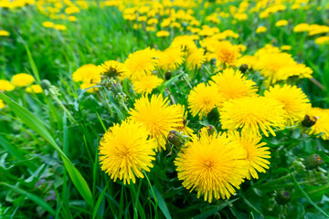 field of yellow dandelions close-up on the background of grass