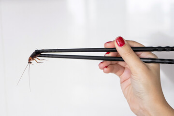 Holds a cockroach with Chinese chopsticks. Insects as food. Exotic weird food concept.