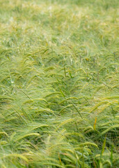 Young wheat field background 