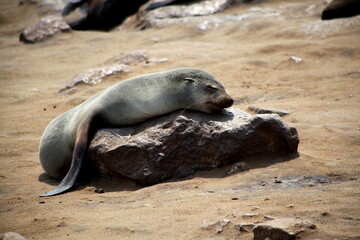 Obraz premium Namibia, Cape Cross Seal Reserve, Sea lion sleeps lying on rock