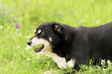 Naklejka na ściany i meble Mixed dog play with his ball in park