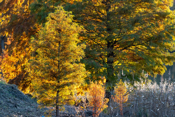 夕日に照らされる若木