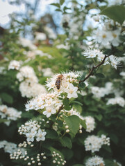 bumblebee on a flower