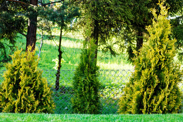 Widok na trzy tuje w zielonym ogrodzie