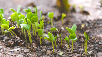 young green sprout