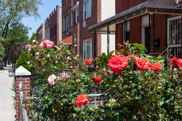 Fototapeta na wymiar Beautiful Orange Roses in a Garden with a Row of Old Brick Homes in Astoria Queens New York