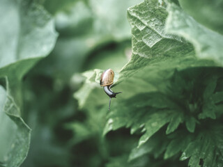snail on a green leaf 
