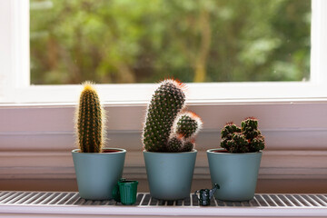 cactus and plants in pots by the window, house interior