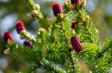 Multi-colored bumps on the branches of a coniferous tree.