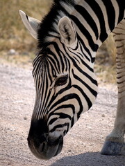 Fototapeta na wymiar Namibia, Etosha park, Zebra, close-up view