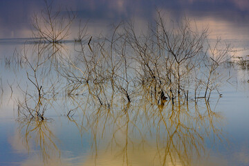 Young Tree Branches in the water