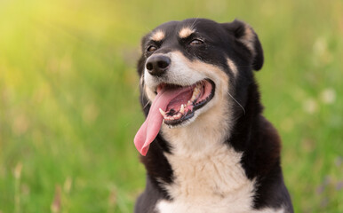 Closeup photo of a mixed dog head in the park