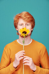 Portrait of calm young redhead man in orange sweater holding sunflower and smelling it against blue background