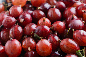 Close up shot of red gooseberry harvest. Healthy lifestyle and eating. Vegan food