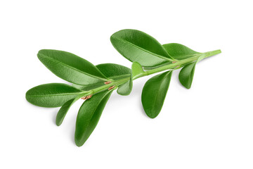 Boxwood branch isolated on a white background with clipping path and full depth of field - obrazy, fototapety, plakaty