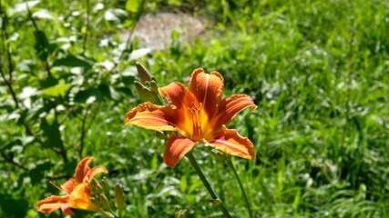 orange flower in the garden