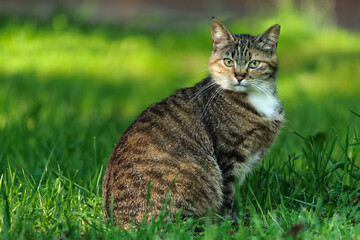 Naklejka na ściany i meble Tabby cat sitting in the grass and looking at the camera