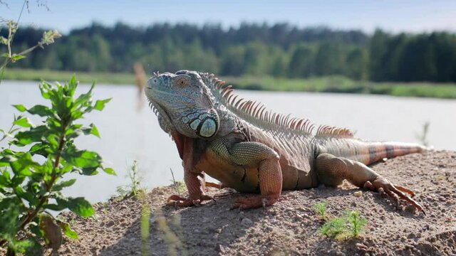 Iguana sitting on the river shore