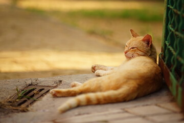cute ginger cat sleep near old rural fence