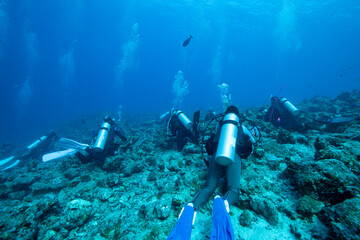 scuba diver and coral reef